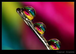 Tropical Droplets.jpg